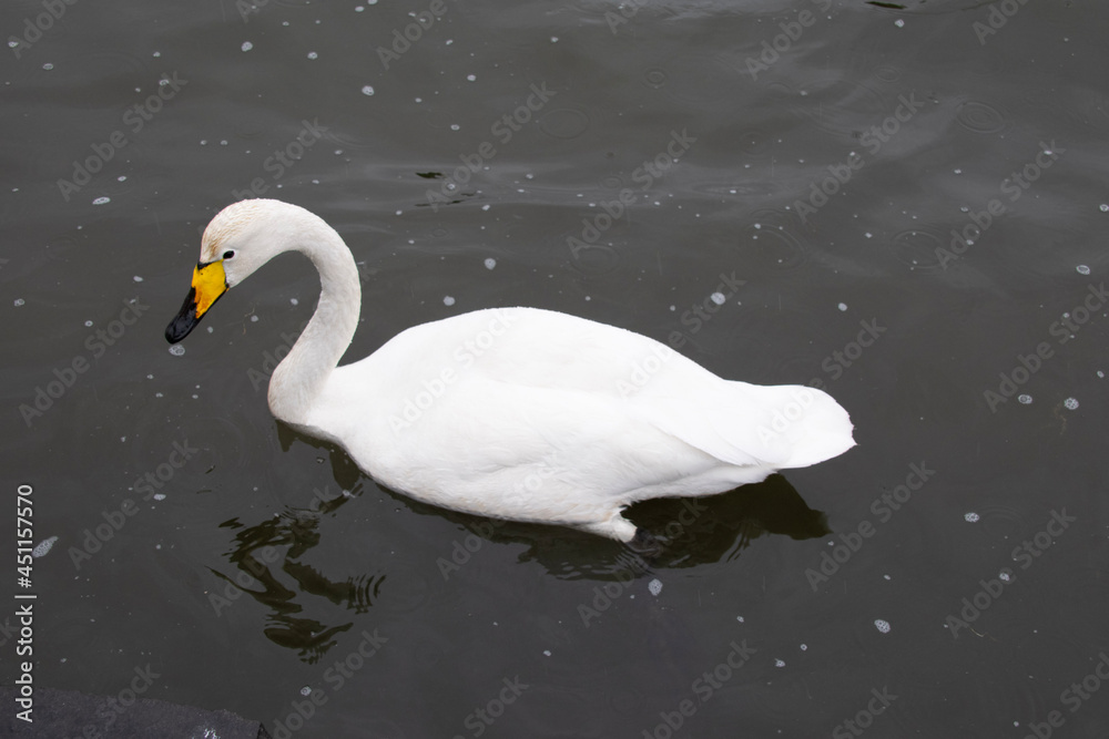Fototapeta premium swan on the lake