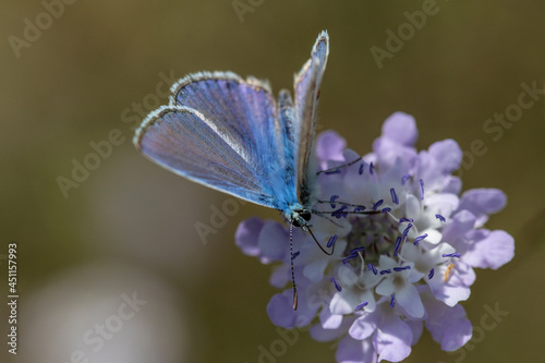 Plebejus argus is a butterfly in the family Lycaenidae. It has bright blue wings rimmed in black with white edges and silver spots on its hindwings, lending it the name of the silver-studded blue.