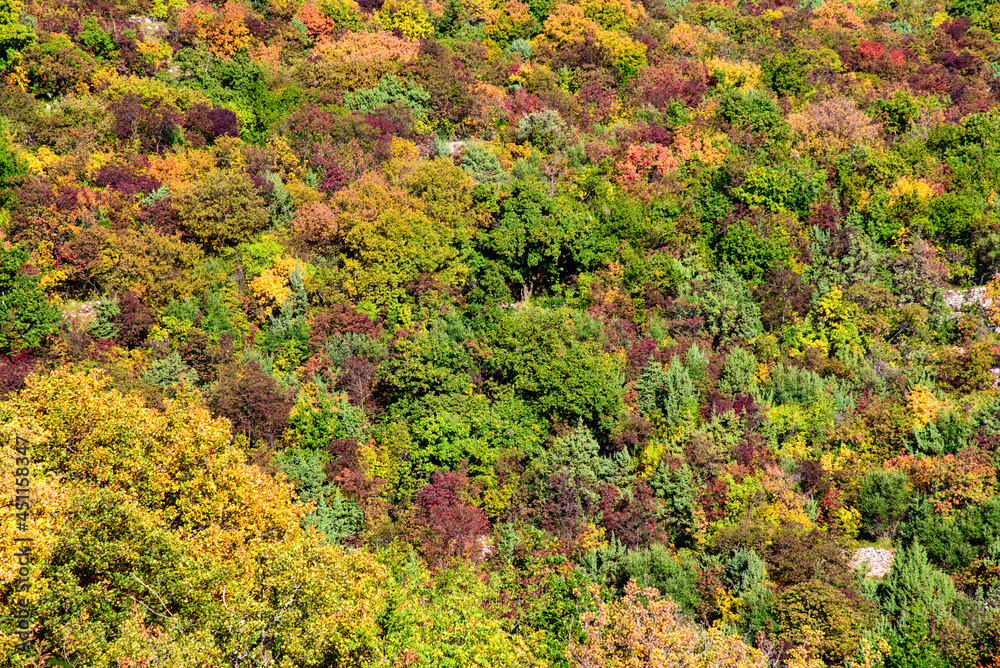 Abstract autumnal wallpaper, colorful treetops on the hill in autumn