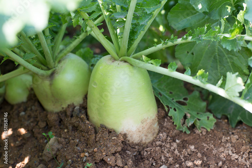 white round radishes growing in the garden,radish growing in soil.