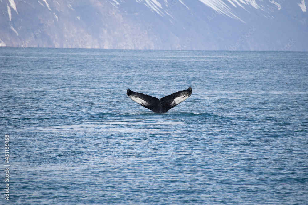 Fototapeta premium humpback tail