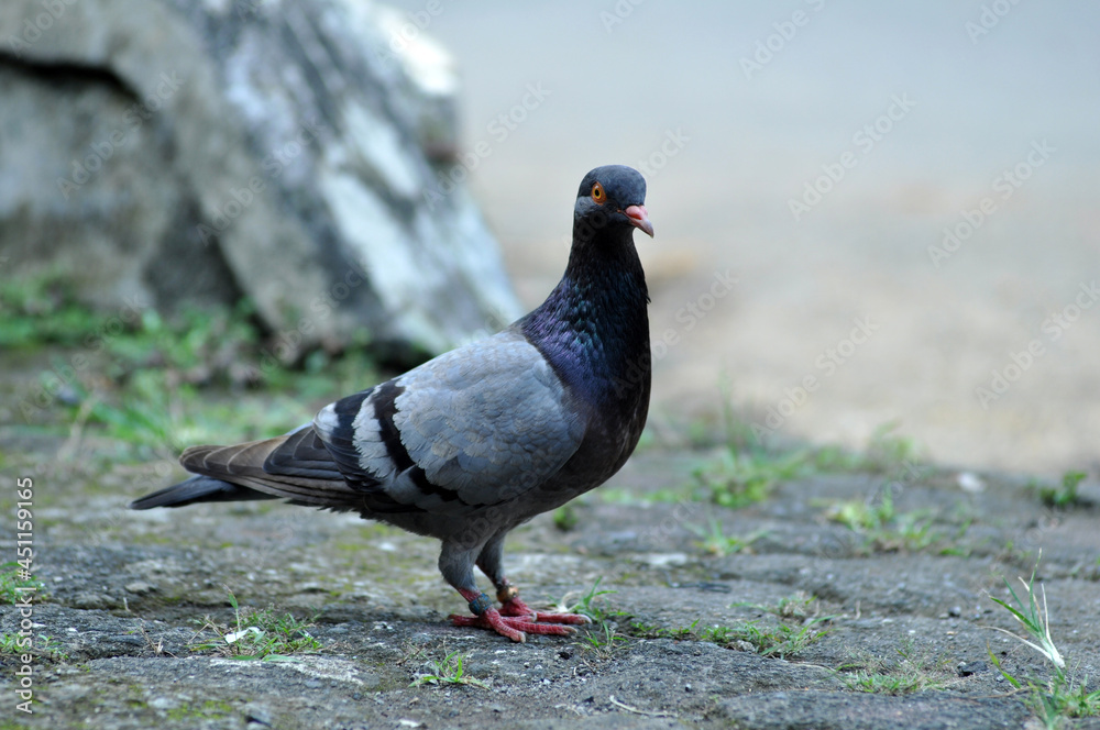 Gray doves are looking for food in the yard Gray doves are looking for food in the yard