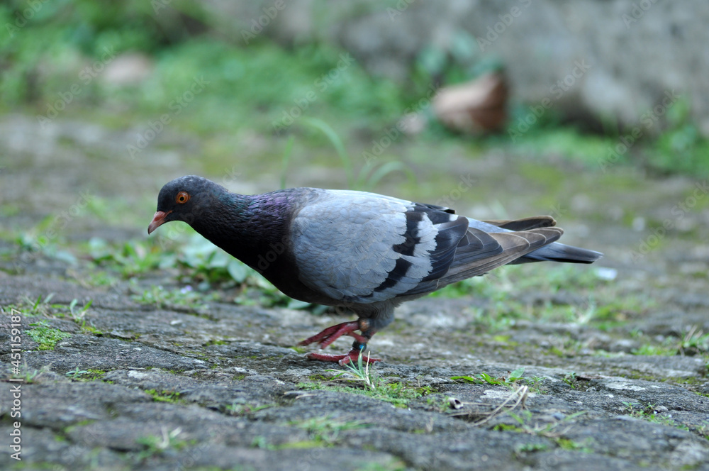Fototapeta premium Gray doves are looking for food in the yard