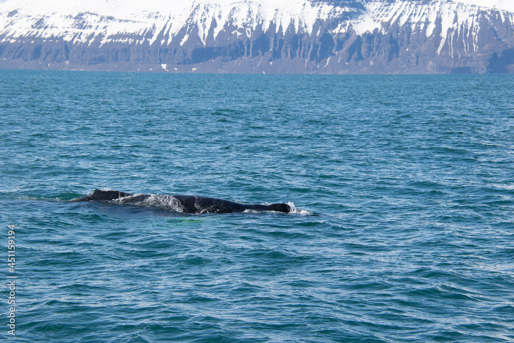 Fototapeta premium humpback tail