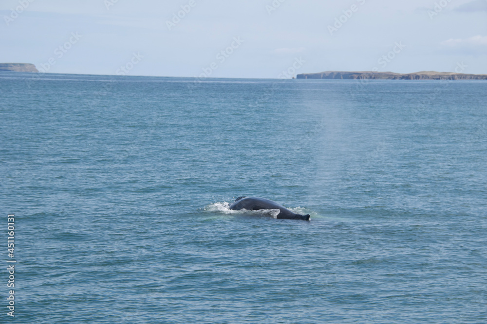 dolphin jumping out of water dolphin jumping out of water