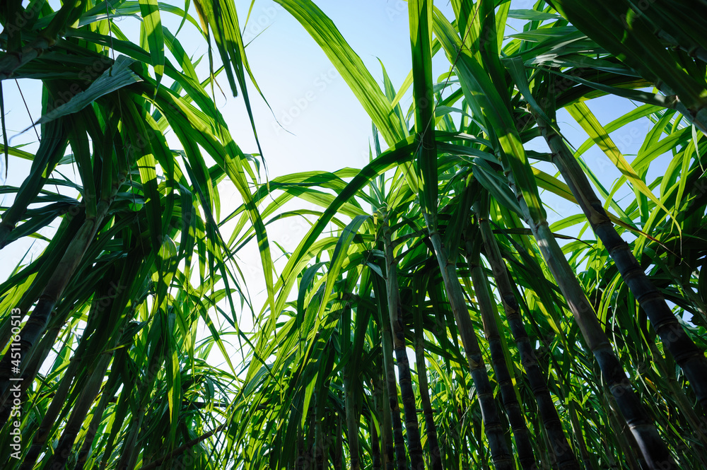 Sugarcane plants growing at field Sugarcane plants growing at field