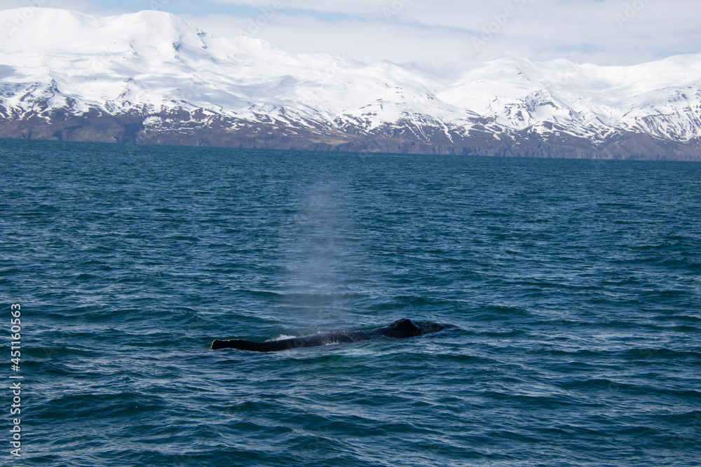 Fototapeta premium humpback whale tail