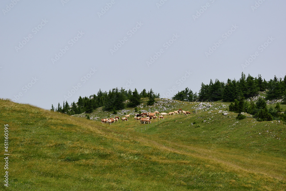 Herde von Kühen auf der Alm, an der Baumgrenze in den Alpen Stock Photo Adobe Stock