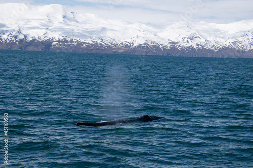 humpback whale tail © Laurence