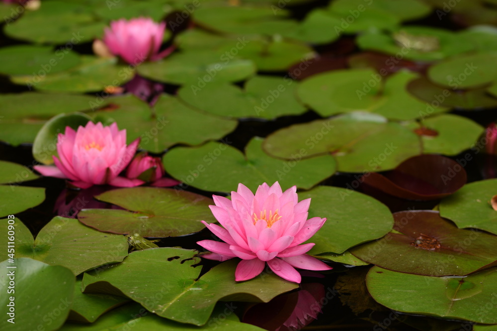 Pink water lily flowers among green leaves. Pink water lily flowers among green leaves.