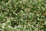 Spindle leaves variegata, white-green leaves background.