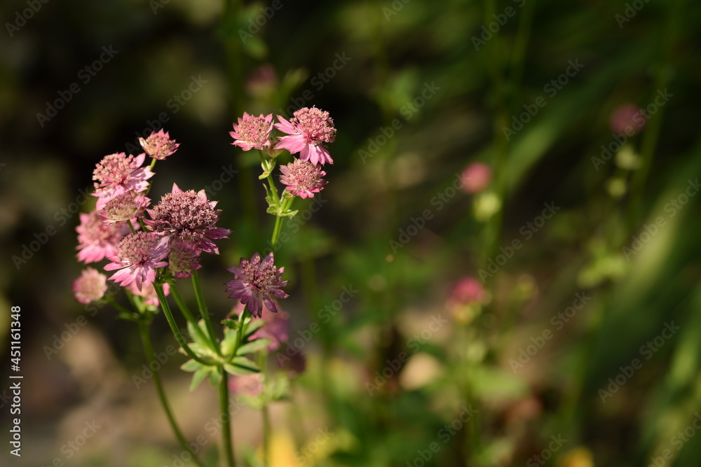 Astrantia pink flowers in summer garden, bokeh background with space for text. Astrantia pink flowers in summer garden, bokeh background with space for text.