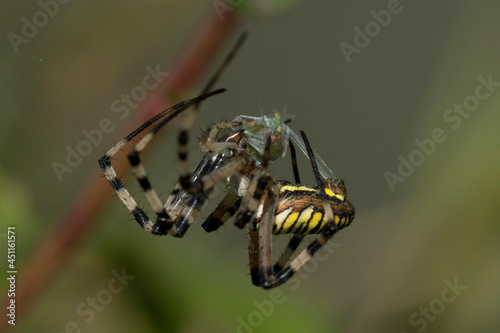 Argiope aurantia