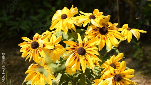 Rudbeckia bicolor flowers, bouquet of yellow flowers in summer garden. photo