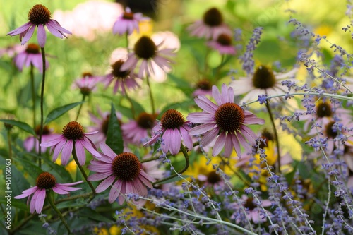 Blooming pink echinacea flowers and perovskia in sunny summer garden.