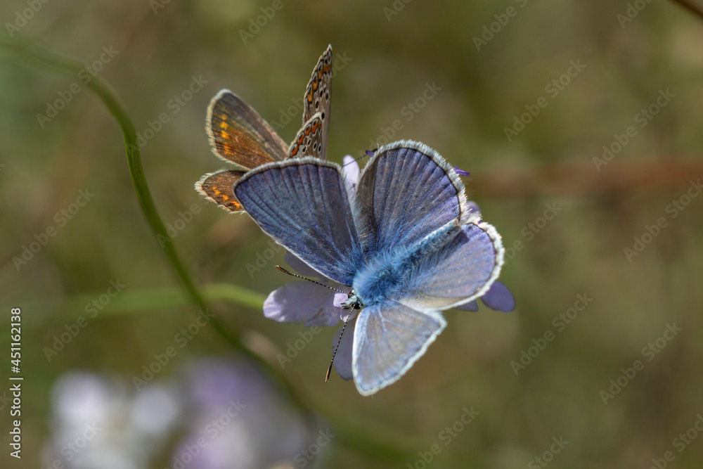 Plebejus Argus Is A Butterfly In The Family Lycaenidae It Has Bright 