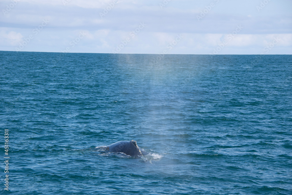 dolphin in the water