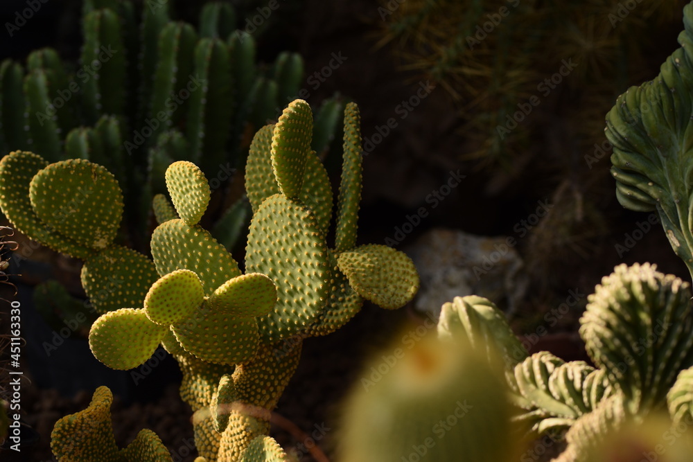 Cactus, collection of various cactuses, cacti natural background. Cactus, collection of various cactuses, cacti natural background.