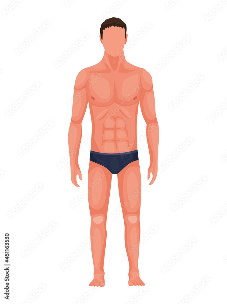 Human anatomy. Full lenght front view of standing man in underwear. Vector illustration of a man figure. Athletic young male body Human anatomy. Full lenght front view of standing man in underwear. Vector illustration of a man figure. Athletic young male body