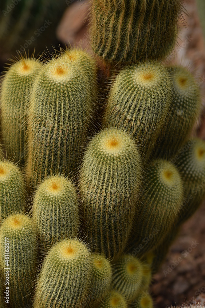 Cactus, collection of various cactuses, cacti natural background. Cactus, collection of various cactuses, cacti natural background.