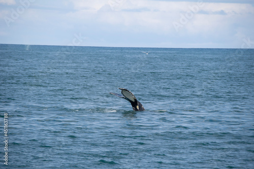 pelican in flight © Laurence