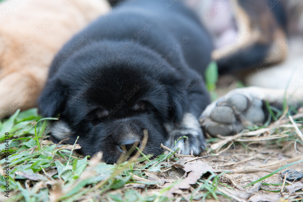 Black of Puppy Dog sleeping on a green grass outdoors Black of Puppy Dog sleeping on a green grass outdoors