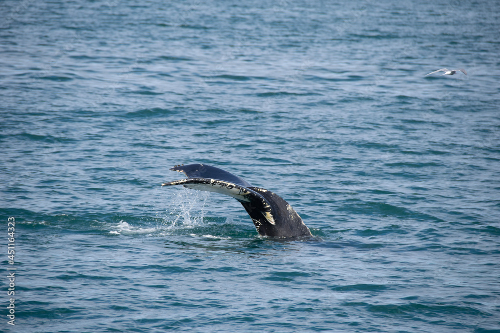 Obraz premium two dolphins jumping