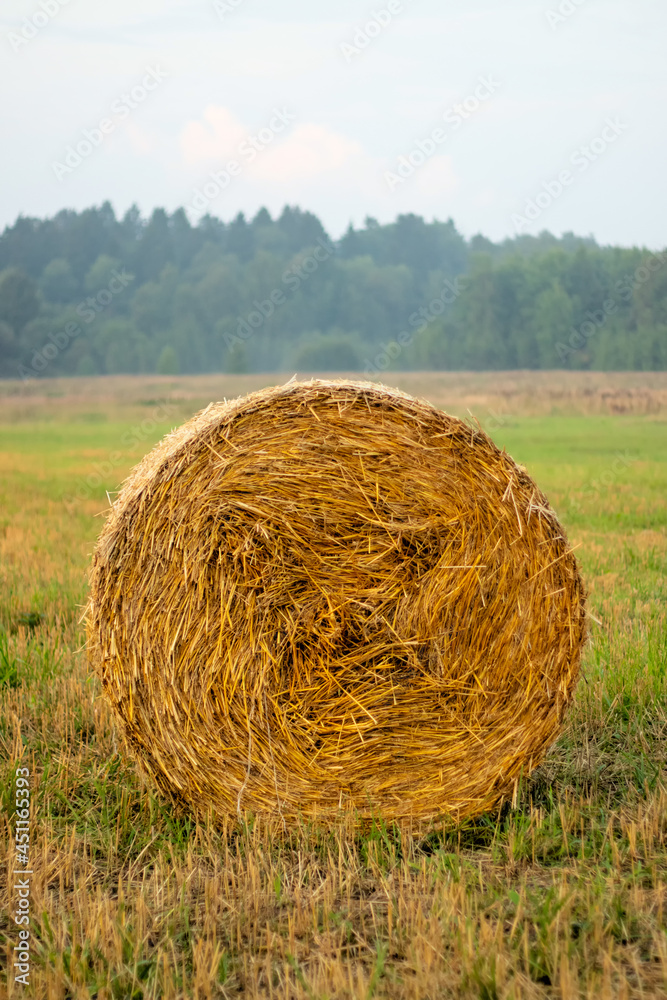 Hay bales in a farm field after harvest. Hay bales in a farm field after harvest.