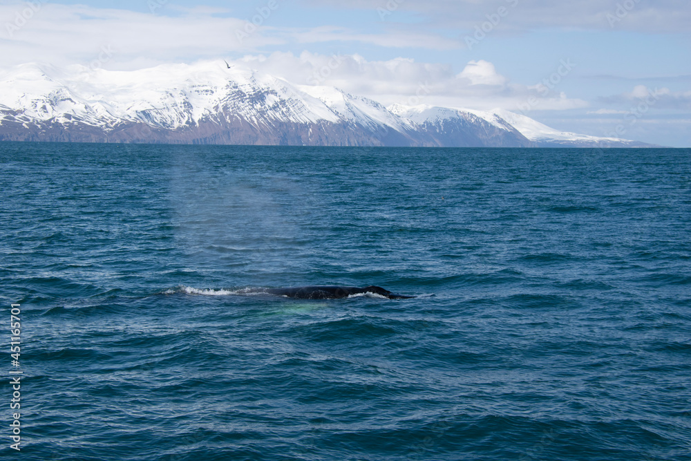 Fototapeta premium humpback whale tail