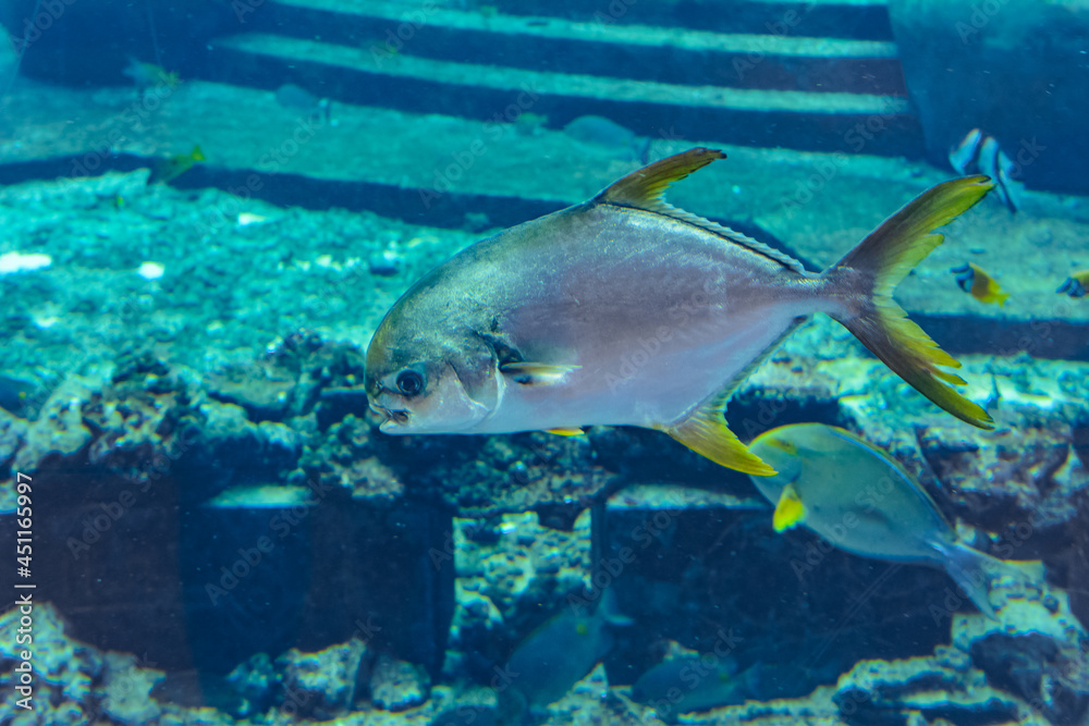 Trachinotus blochii or snubnose pompano in Atlantis, Sanya, Hainan, China.. Pompanos are marine fishes in the genus Trachinotus in the family Carangidae (better known as Trachinotus blochii or snubnose pompano in Atlantis, Sanya, Hainan, China.. Pompanos are marine fishes in the genus Trachinotus in the family Carangidae (better known as