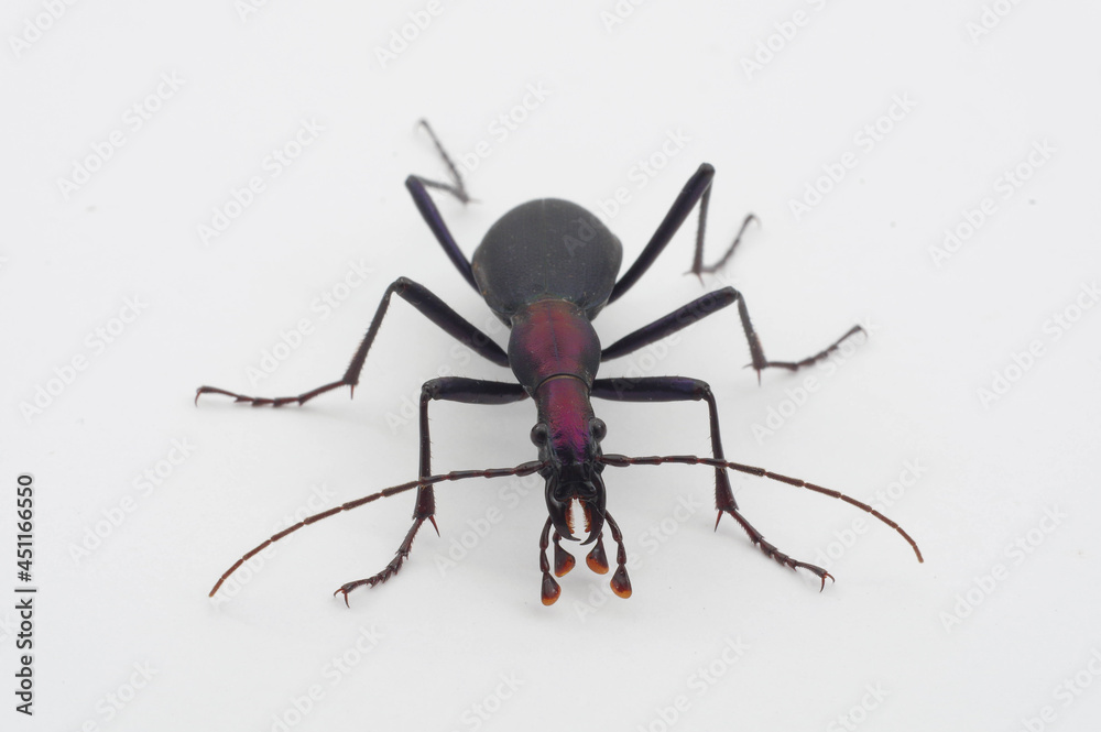 Obraz premium マイマイカブリ（亜種コアオマイマイカブリ） 白背景 Damaster blaptoides