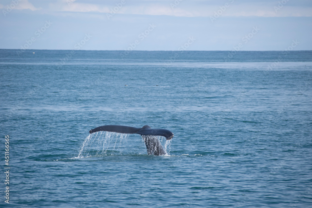 Obraz premium dolphin jumping in the water