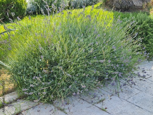 Lavender bushes in the city street. Grass and plants in urban park. Scenic view with grass and flowers in the morning sun light.