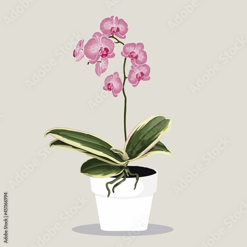 Potted tropical pink Phalaenopsis Orchid in Flowerpot. Domestic Tropical Decorative plant in Pot Graphic Design Elements Isolated on Beigee Background. 