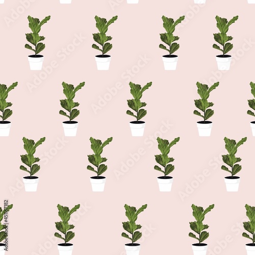 Ficus lyrata in pots seamles pattern for inside and outside. Pink background.