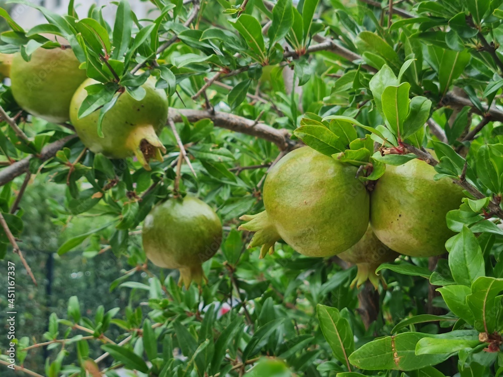 Macro view of green pomegranate on tree. Beautiful view of growing unripe pomeganate fruits on tree closeup in the garden of residential house. Macro view of green pomegranate on tree. Beautiful view of growing unripe pomeganate fruits on tree closeup in the garden of residential house.