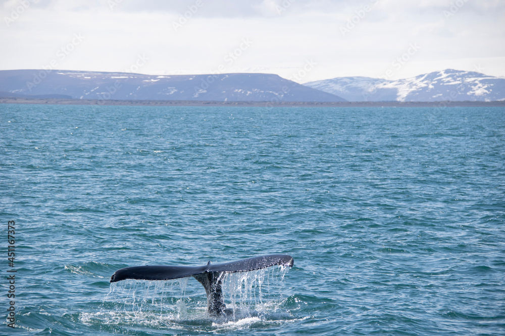 Fototapeta premium dolphin jumping out of water
