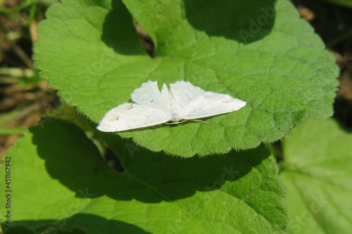 Photography White scopula butterfly on green leaf background, closeup