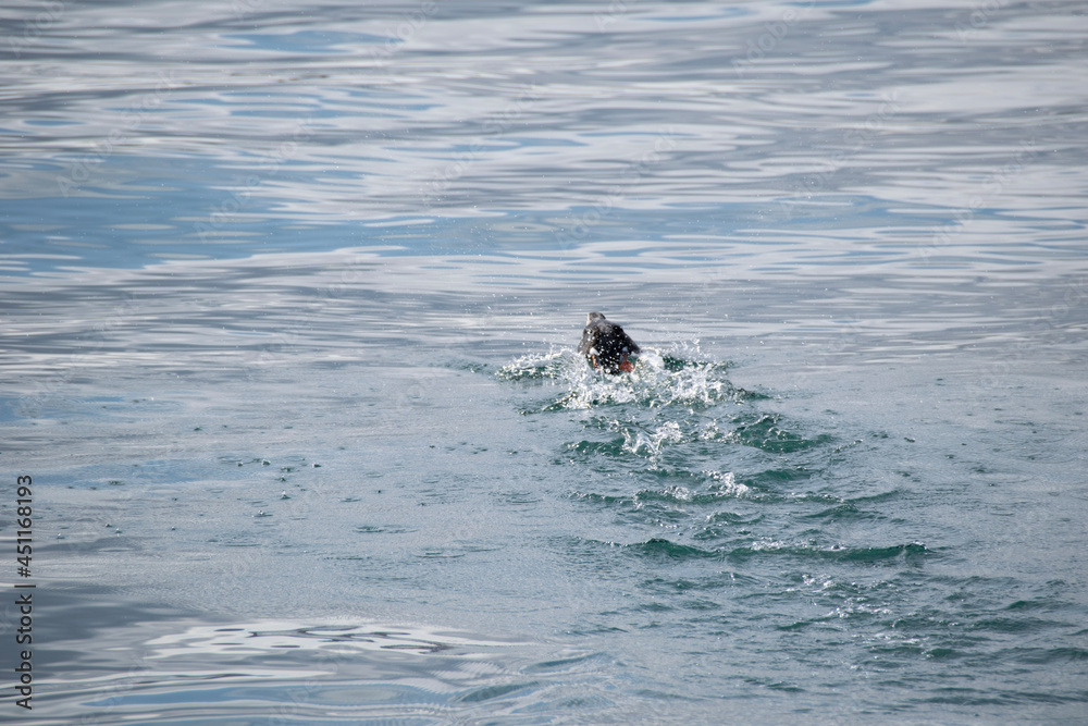 person in the water person in the water