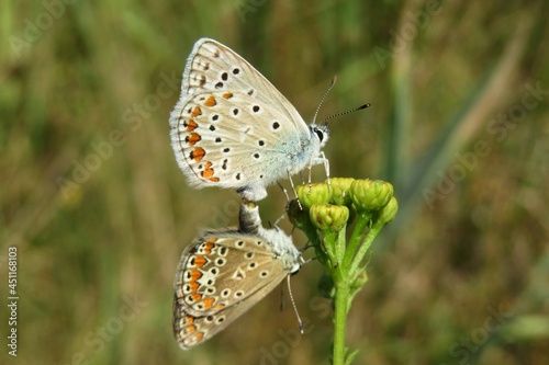 Beautiful mating polyommatus butterflies on a tansy flowers in the field, closeup 