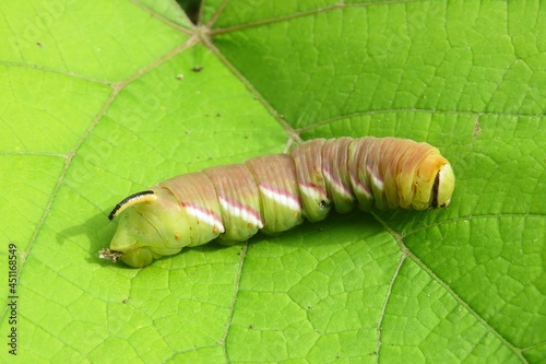 Sphinx ligustri caterpillar on green leaf background, closeup photo