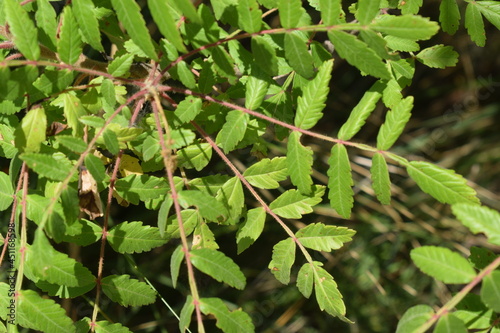 Sicilian sumac (Rhus coriaria) green leaves