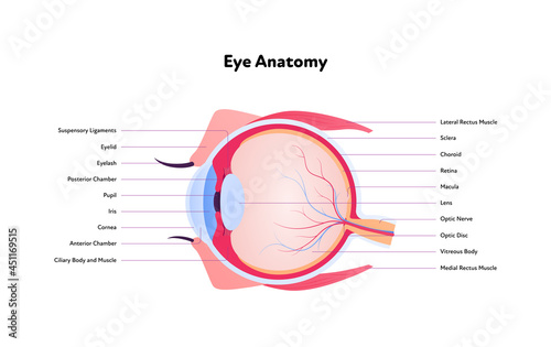 Human eye anatomy and vision medical infographic chart. Vector healthcare illustration. Side view. Cross section. Components of eyeball with text isolated on white background.
