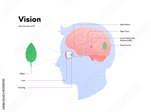 Human eye anatomy and vision medical infographic poster. Vector healthcare illustration. Side view of human head with eyeball, brain, nerve with text isolated on white. Design for ophthalmology