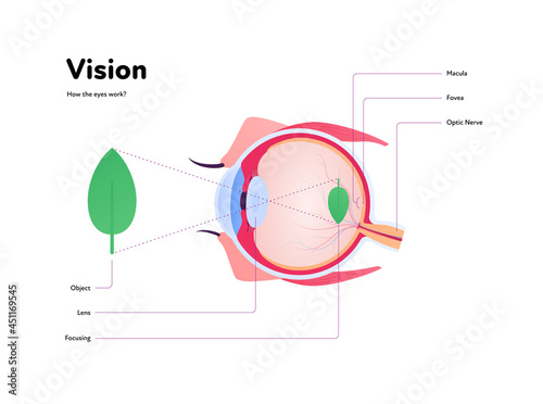 Human eye anatomy and vision medical infographic poster. Vector healthcare illustration. Side view of human eyeball with text isolated on white. Design for ophthalmology