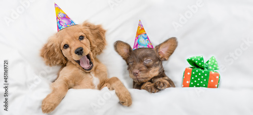 Funny yawning English Cocker spaniel puppy and dachshund puppy wearing birthday caps sleep with gift box under white warm blanket on a bed at home. Top down view