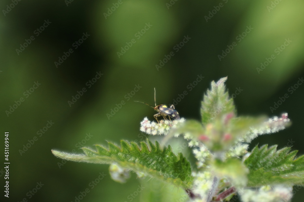 Close up of an insect on a nettle flower Close up of an insect on a nettle flower