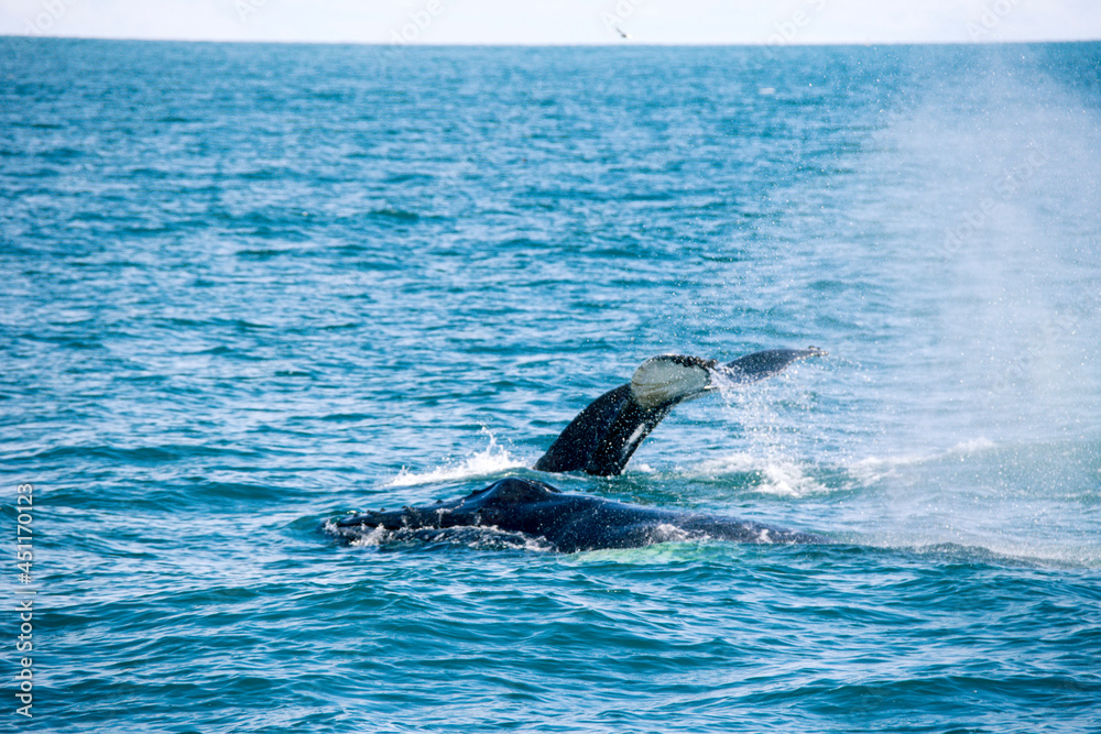 Fototapeta premium dolphin in the water