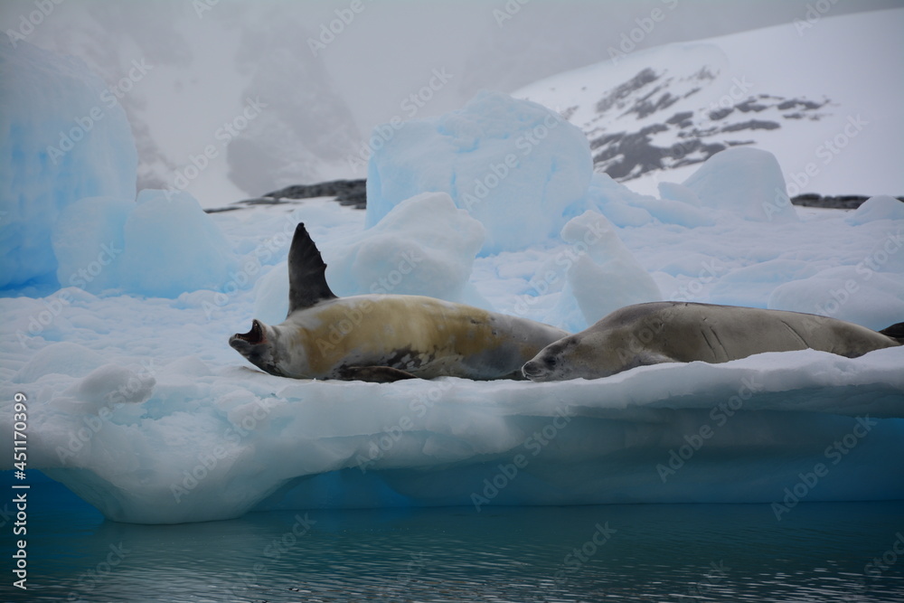 Fototapeta premium Two Crabeater Seals on the Antarctic Peninsula