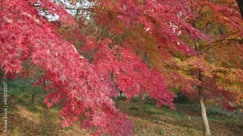 日本の秋の紅葉